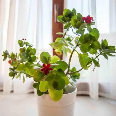 ゲストハウス Agropenzion U Bartousku *